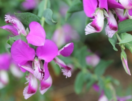 Australian Native Plant Society – What Pea Flower is that?